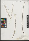 Foto von Salix purpurea L.